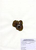 藏品(樹狀團扇藻)的圖片